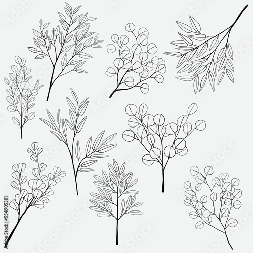 Freehand drawing of Eucalyptus branch collection.