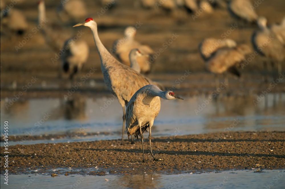 Sandhill cranes (Antigone canadensis) roost on the Platte River ...