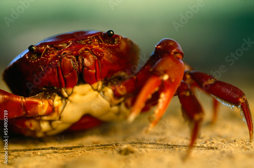 Close view of a red female Freshwater crab (Dilocarcinus pagei); Pantanal, Brazil photo
