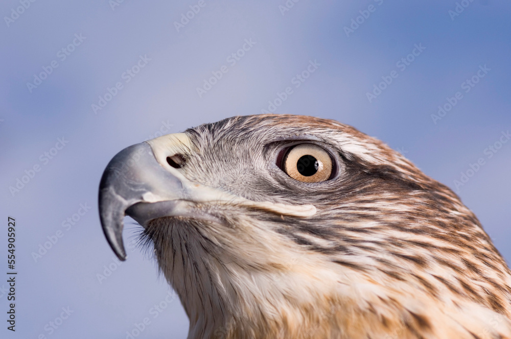 Portrait of a captive Ferruginous hawk (Buteo regalis) at a raptor recovery center near Gibbon, NE, USA; Nebraska, United States of America Portrait of a captive Ferruginous hawk (Buteo regalis) at a raptor recovery center near Gibbon, NE, USA; Nebraska, United States of America