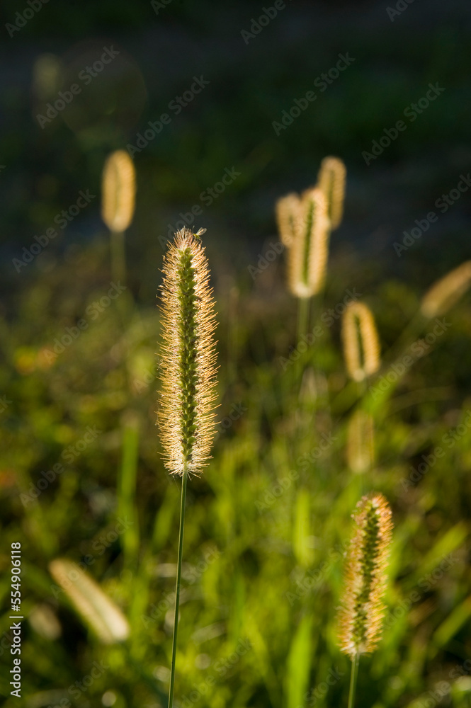 Foxtail grass backlit by sunlight; Cortland, Nebraska, United States of America Foxtail grass backlit by sunlight; Cortland, Nebraska, United States of America