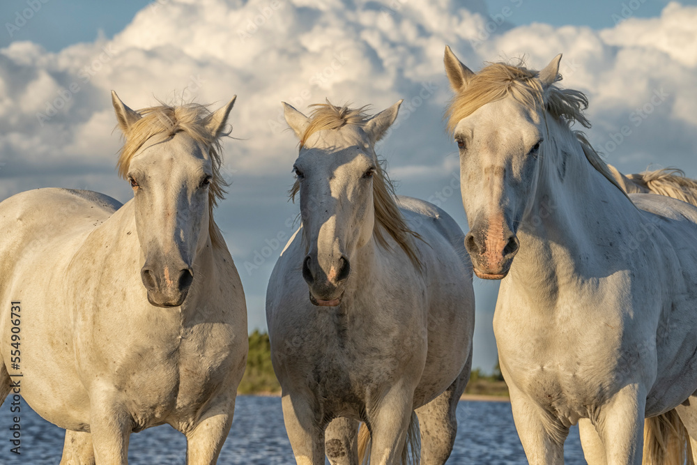 Portrait of three Camargue horses in the wetlands of Southern France; Saintes-Maries-de-la-Mer, France Portrait of three Camargue horses in the wetlands of Southern France; Saintes-Maries-de-la-Mer, France