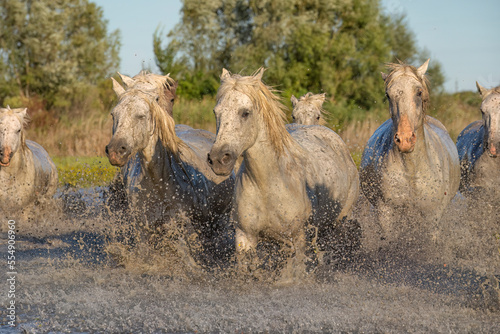 Camargue horses running through the water in the south of France. A fine example of the power in these amazing animals; Saintes-Maries-de-la-Mer, France