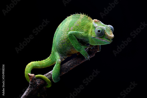 chameleon on a branch © shirly