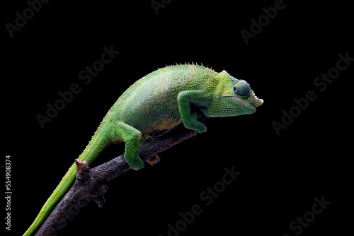 chameleon on a branch © shirly