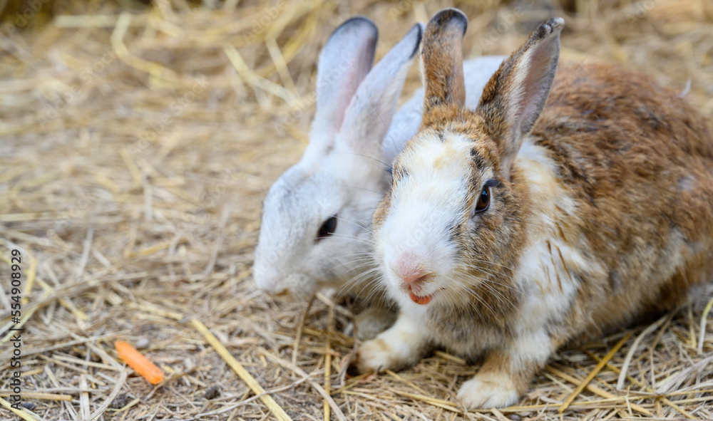 Fototapeta premium Cute rabbit bunny domestic pet on straw. Rabbit farm.
