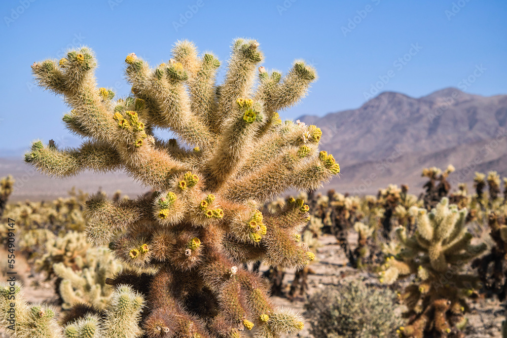 cactus in the desert cactus in the desert