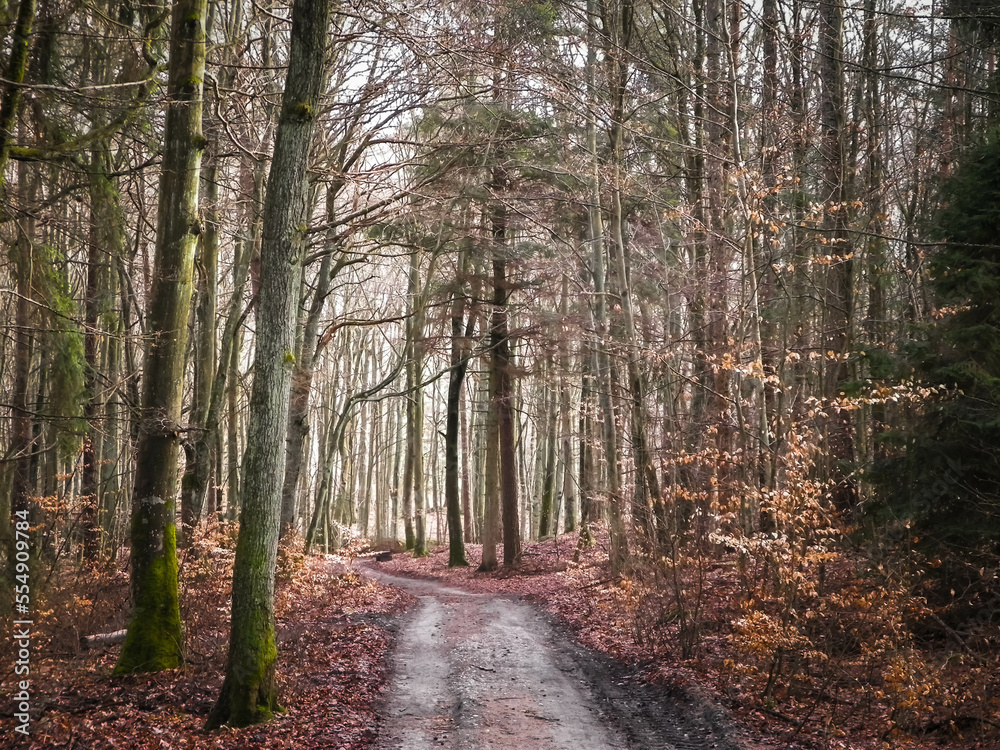The forest awakens again after the winter break. The forest awakens again after the winter break.