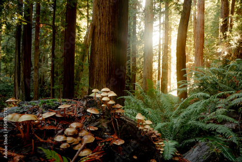 Fantastic Fungi In the Redwoods photo