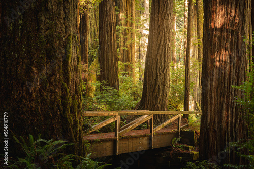 Redwood Bridge
