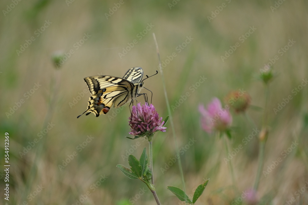 Swallowtail butterfly, large colorful butterfly on a red clover flower Swallowtail butterfly, large colorful butterfly on a red clover flower