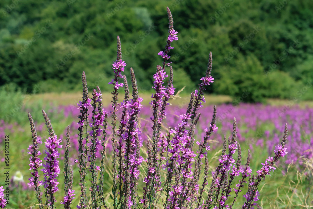 Obraz premium field of lavender