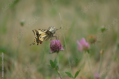 Swallowtail butterfly, large colorful butterfly on a red clover flower