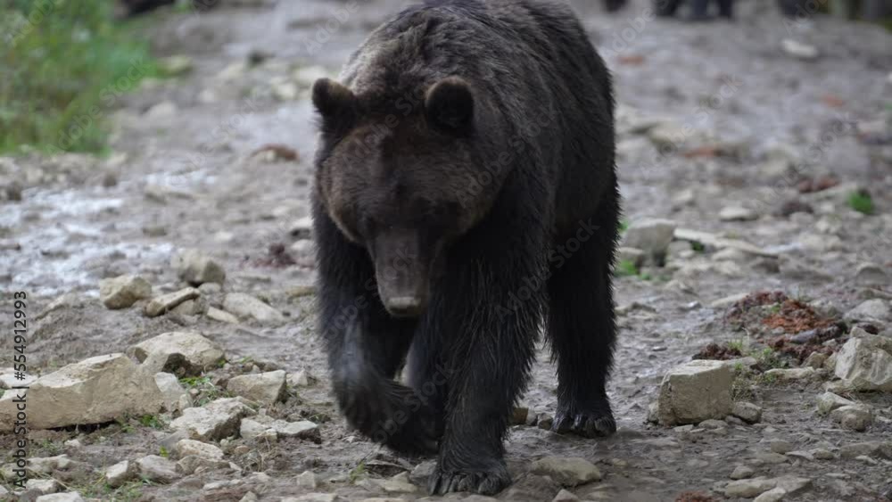 Big brown bear in the Carpathian mountains during dawn on a autumn day. West Ukraine Big brown bear in the Carpathian mountains during dawn on a autumn day. West Ukraine