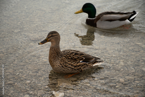 wild ducks swimming in crystal clear lake close-up