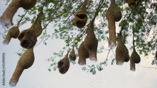 Asian baya weaver (Ploceus philippinus) nest of dry grass hanging on gum arabic tree. Many Baya bird nesting in millet field in India. Wildlife Animals