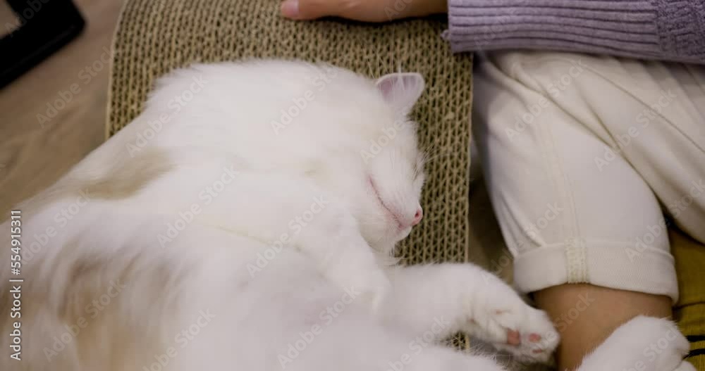 Pet owner cuddle her cat at home Pet owner cuddle her cat at home