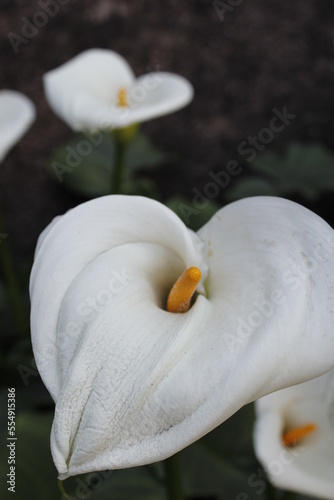 Fototapeta Naklejka Na Ścianę i Meble -  Las flores blancas de calla lily en forma de un corazòn blanco puro y  pistilos amarillos que florecen en primavera, presenta un hermoso diseño de contraste con el jardín verde y frondoso.
