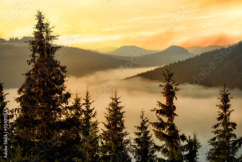 Incredibly beautiful sunrise in the mountains. Coniferous trees in the fog and the rays of the sun through the foggy forest, 