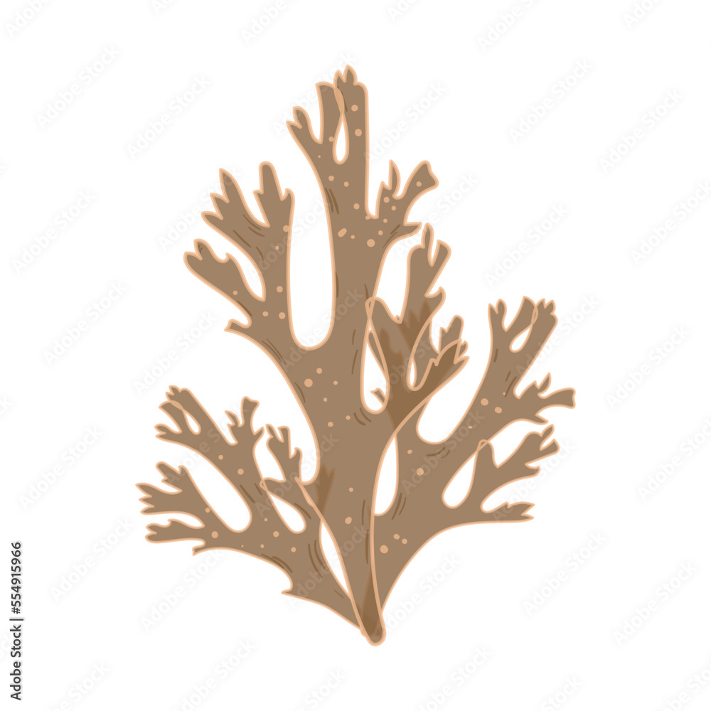 Fototapeta premium Colorful detailed algae. Illustration isolated on white background. 