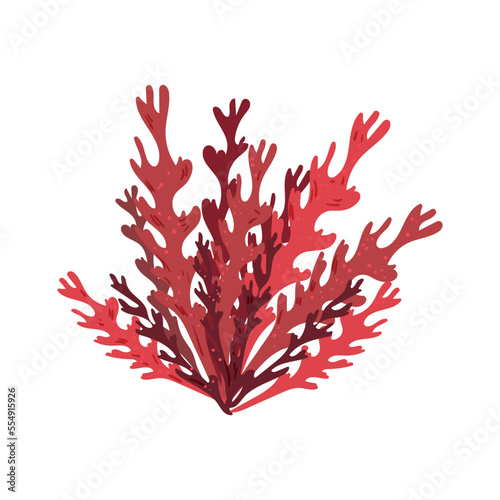 Colorful detailed algae. Illustration isolated on white background.
 photo