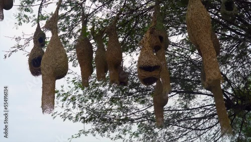 Asian baya weaver (Ploceus philippinus) nest of dry grass hanging on gum arabic tree. Many Baya bird nesting in millet field in India. Wildlife Animals