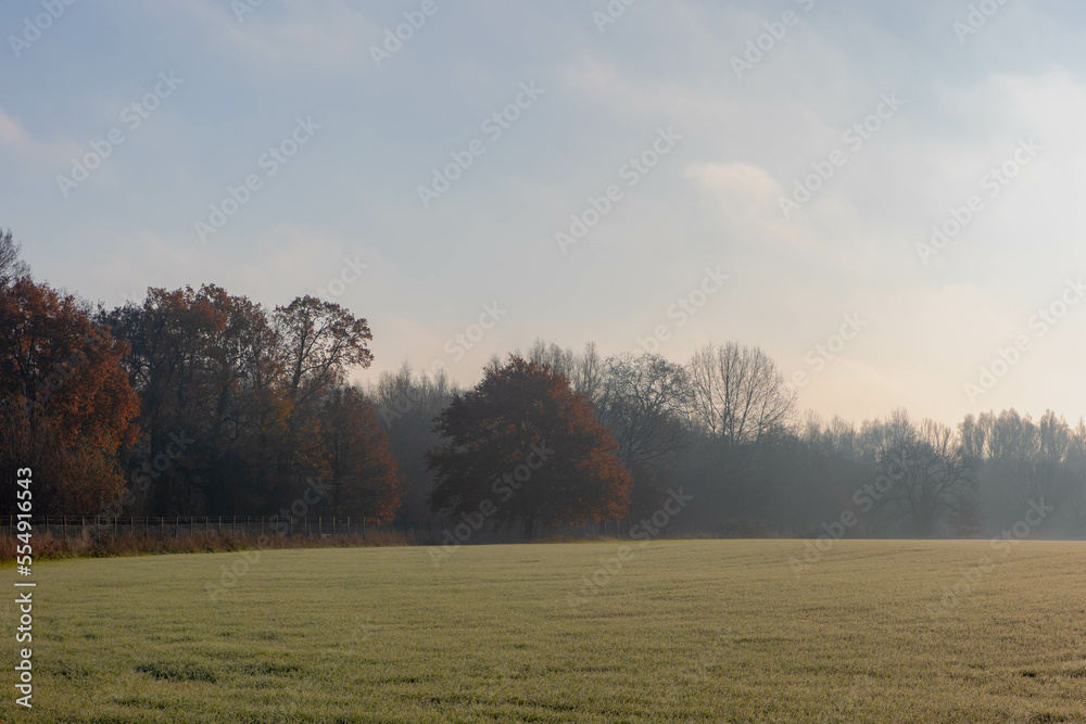 Obraz premium Beginning of winter landscape, Fog and mist on grass field and trees with orange leaves and blue sky, Green meadow covered with white morning frost and warm sunlight, Countryside polder in Netherlands