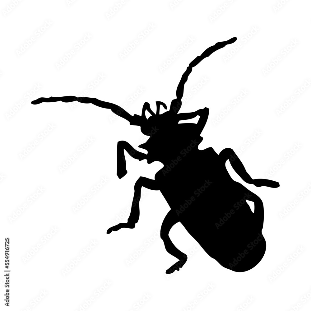 Fototapeta premium Beetle Silhouette