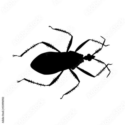 Beetle Silhouette