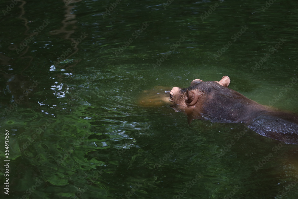 Close up head The Big hippopotamus is float in river Close up head The Big hippopotamus is float in river