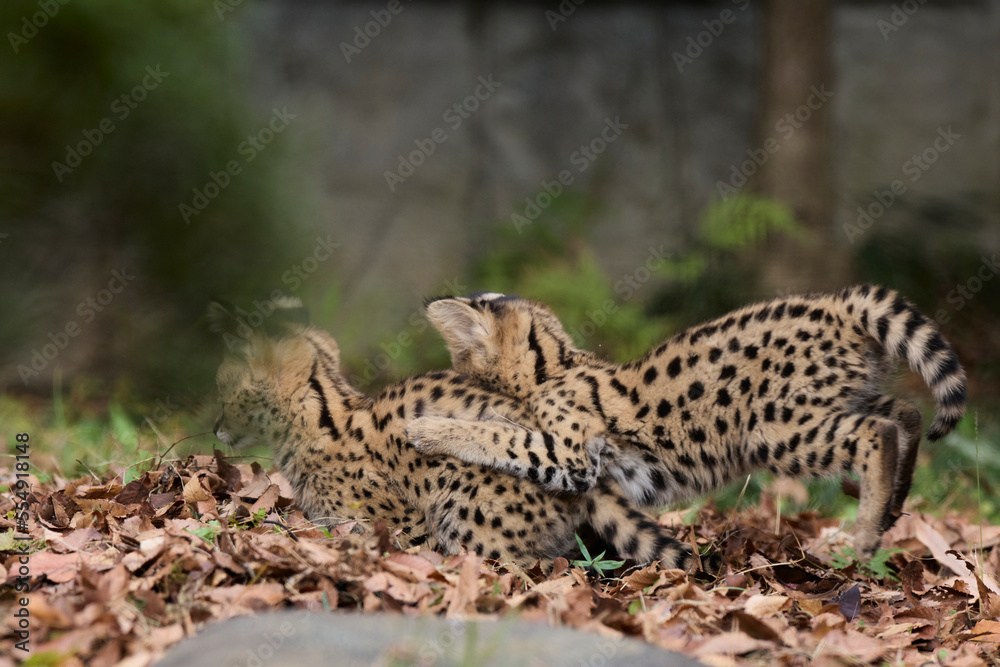 サーバルの赤ちゃんたち サーバルの赤ちゃんたち