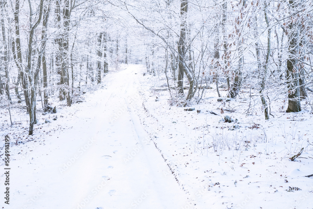 Forest path covered with snow in the Taunus mountains Forest path covered with snow in the Taunus mountains