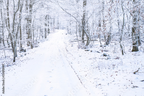 Forest path covered with snow in the Taunus mountains © fotografci