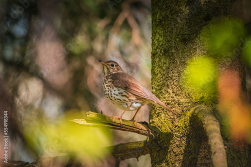 Sunlitted Song thrush on a branch 