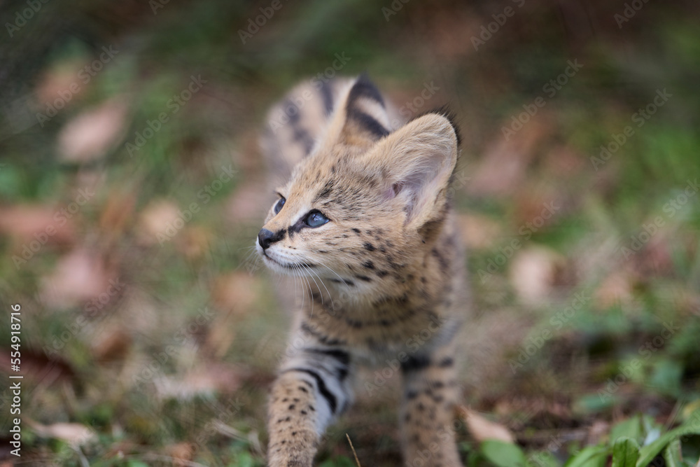 サーバルの赤ちゃん