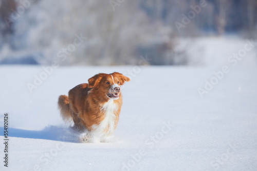 Fototapeta Naklejka Na Ścianę i Meble -  Happy dog fast running in deep snow. Joyful Nova Scotia Duck Tolling Retriever in winter nature. .