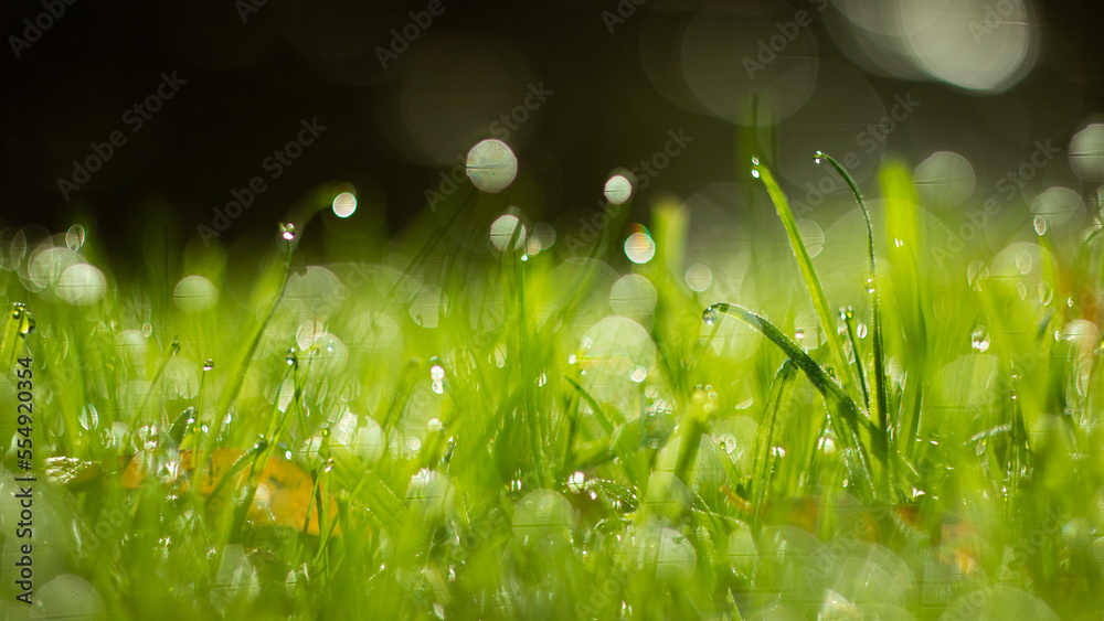 makro krople wody na trawie w ciemnym tle