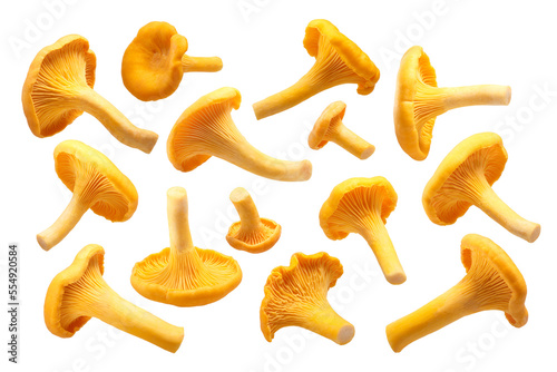Chanterelles or girolles mushrooms Cantharellus cibarius isolated png