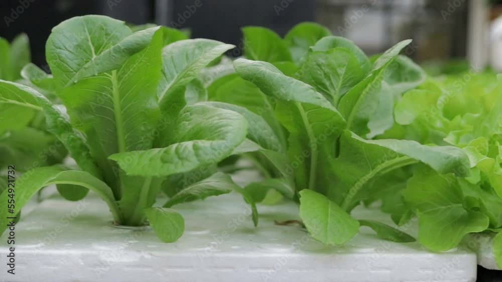Lettuce grown with hydroponics system It is the cultivation of plants without using soil but using nutrient water. Vegetables are clean and chemical free. concept of modern agriculture Lettuce grown with hydroponics system It is the cultivation of plants without using soil but using nutrient water. Vegetables are clean and chemical free. concept of modern agriculture