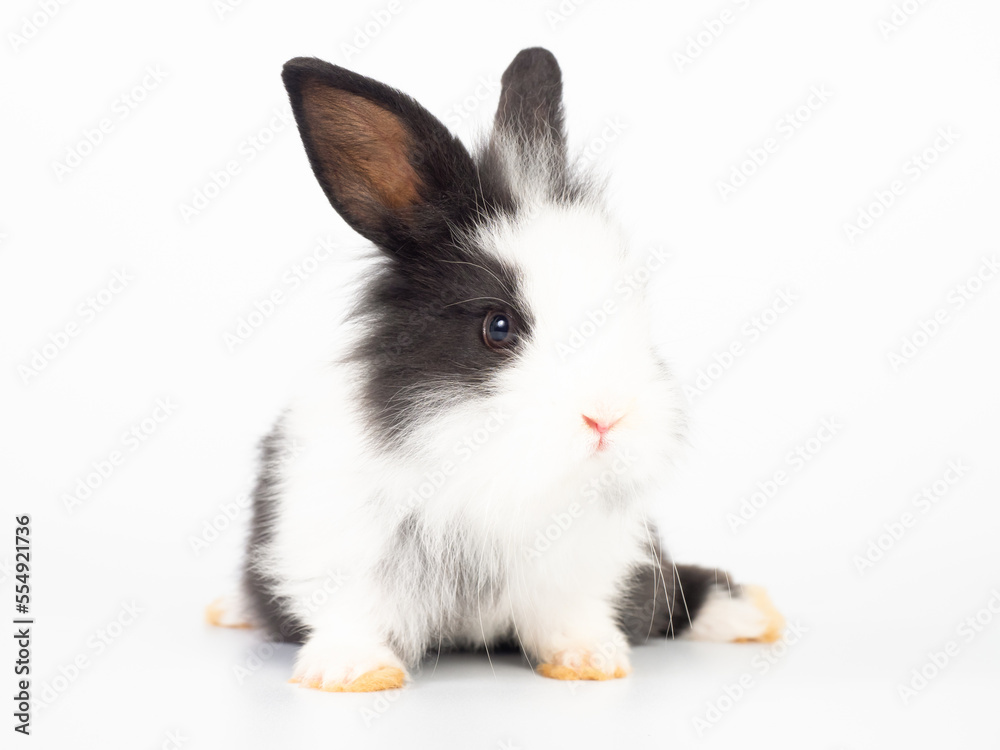 Black and white baby rabbit sitting isolated on white background. Lovely action of young rabbit. Black and white baby rabbit sitting isolated on white background. Lovely action of young rabbit.