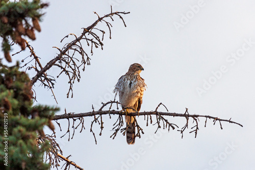 Coopers Hawk Perched in a Tree at Sunrise © mtruchon