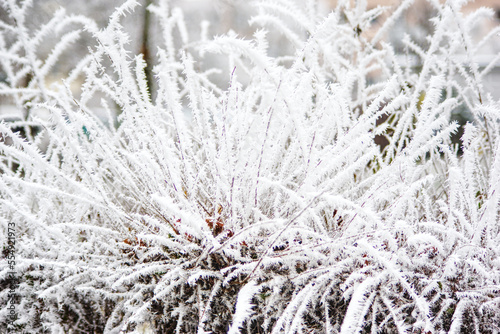 Hoarfrost freezing on garden plants