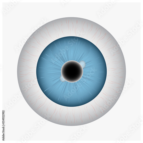 Vector human eyeball.