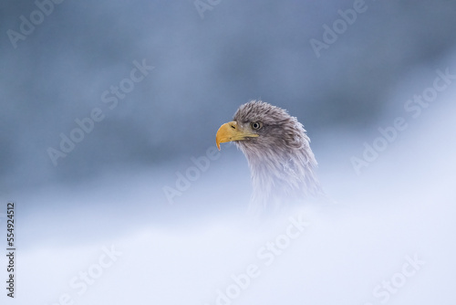 White-tailed eagle deep in snow