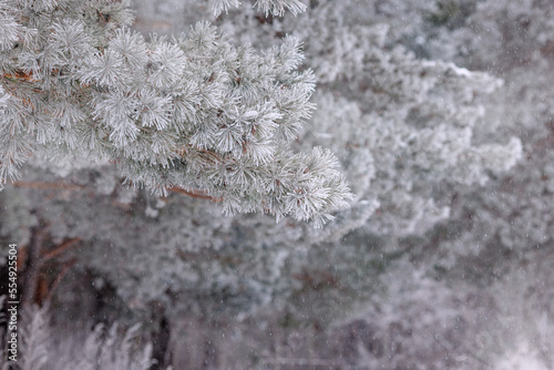 Pine forest. The needles and grass are covered with frost. winter landscape