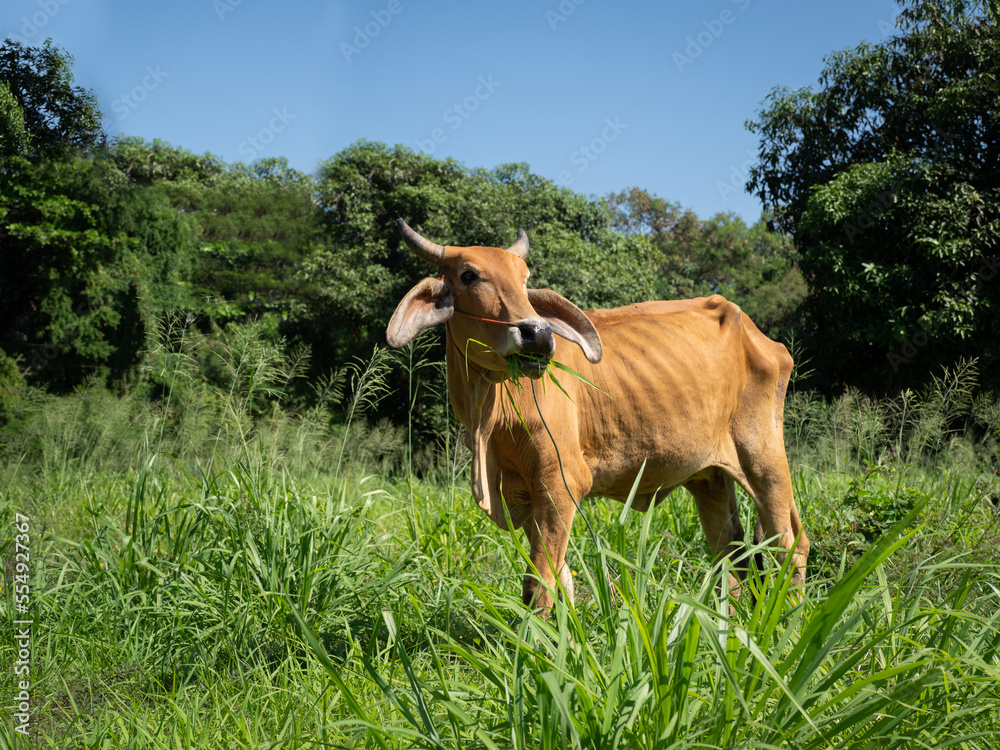 A brown thin cow is eatting grass at a field. Land use for agriculture or cattle.