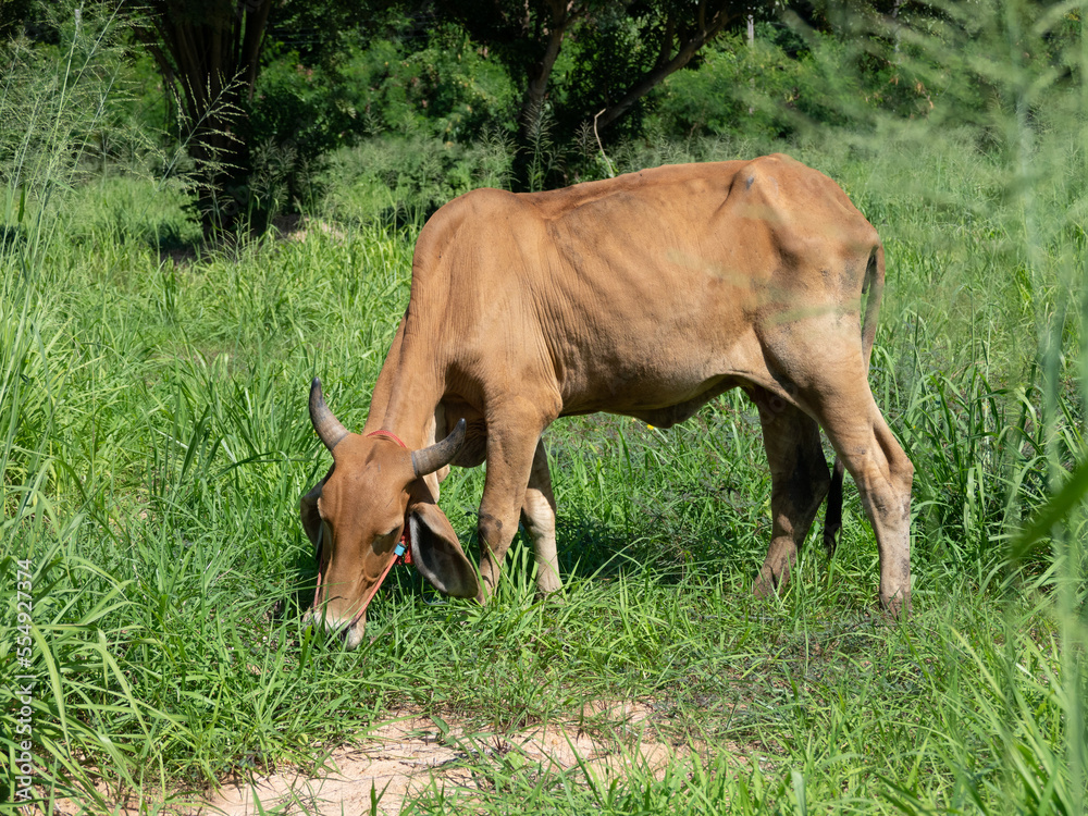 A brown thin cow is eatting grass at a field. Land use for agriculture or cattle. A brown thin cow is eatting grass at a field. Land use for agriculture or cattle.