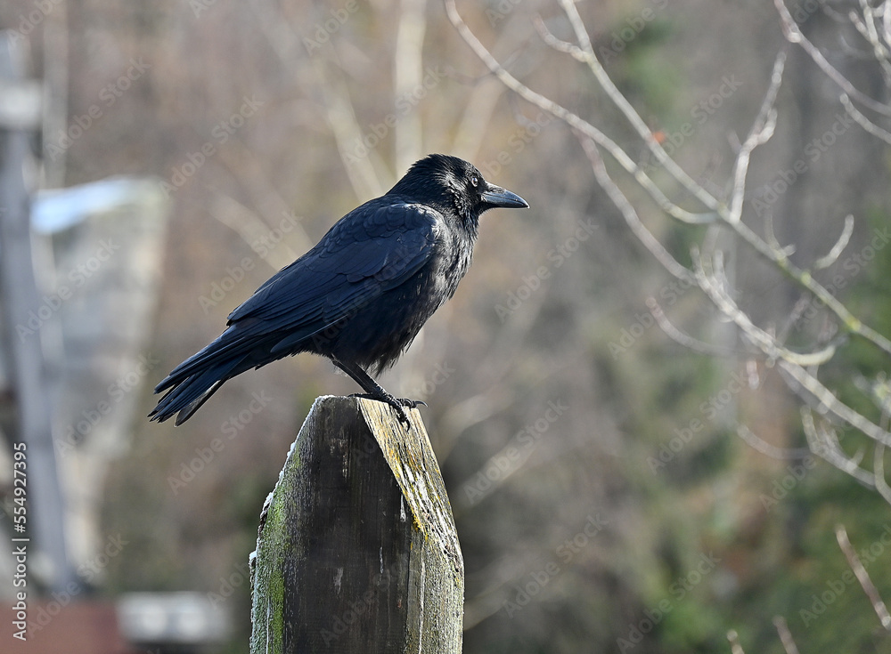 Rabenvogel Rabenvogel
