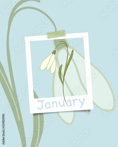 Minimalist flat floral illustration of snowdrop flower, Galanthus flower. January concept theme, modern muted colors. Trendy calendar photo frame. Winter season.
