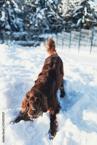 Cute and funny Irish Setter dog playing and jumping in the snow. Happy dog having fun with snowflakes. Outdoor winter happiness. puppy enjoy the cold winter morning in the nature. 